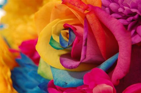 Rainbow Flower Wallpaper - WallpaperSafari