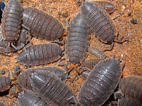 BugBlog: Woodlice Parade