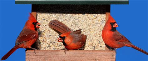 Bird Feeders For Cardinals | Bruin Blog