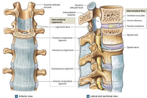 9.4: Intervertebral joints contain intervertebral discs and ligaments ...