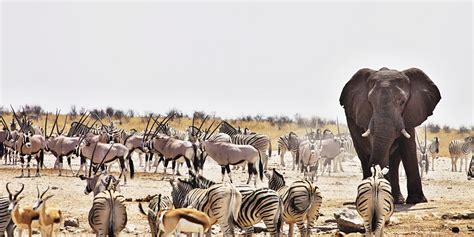 Etosha National Park Safaris | Namibia Vacation | Yellow Zebra Safaris