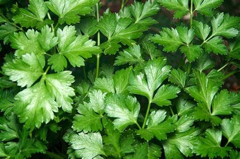 Cilantro Vs Parsley - Differences, Uses And How To Tell Them Apart