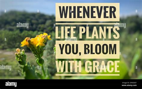 Motivational and Inspirational Quotes - Whenever life plants you, bloom with grace Stock Photo ...