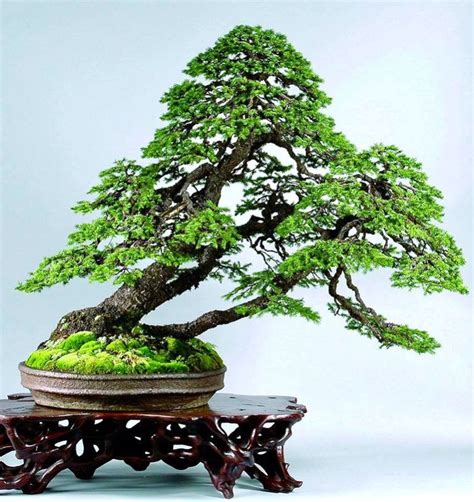 Bonsai Times 2,500 and Counting… | Bonsai Bark Buy Bonsai Tree, Indoor Bonsai Tree, Indoor Trees ...