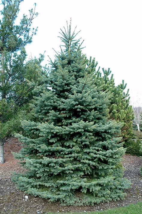 Baby Blue Eyes Spruce (Picea pungens 'Baby Blue Eyes') in Boston Hopkinton Chelmsford ...