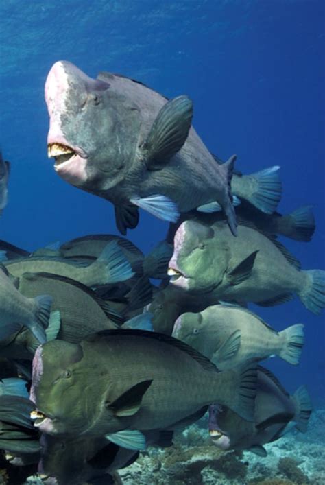 School of Bumphead Parrotfish | Ocean creatures, Ocean animals, Animals