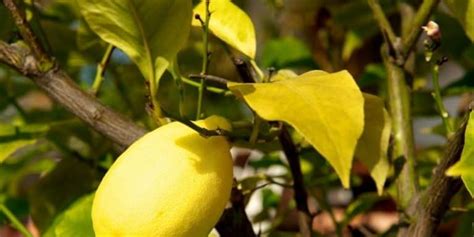 How to Fix Yellow Leaves on Your Lemon Tree – Couch to Homestead