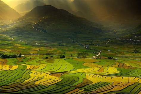 Rice Field Painting at PaintingValley.com | Explore collection of Rice ...