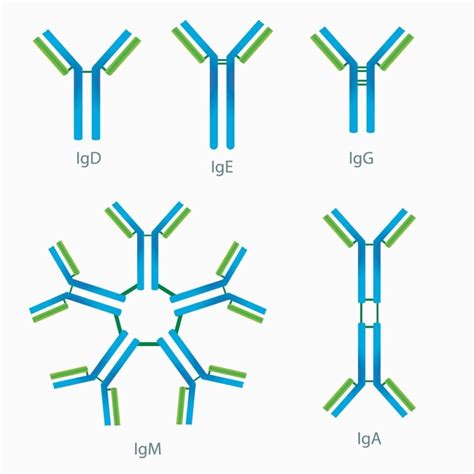 What are immunoglobulins (types, structure...) - Gentaur - PCR kit, ELISA kit, Antibodies