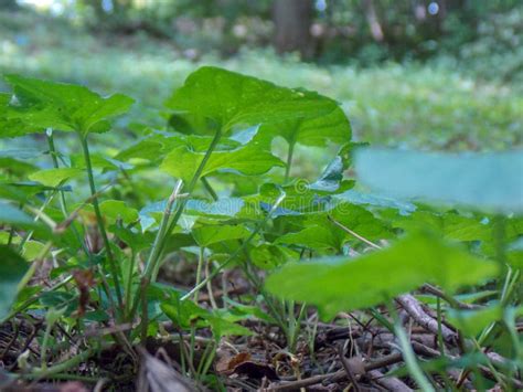 Close Up Shot of a Forest Floor Plants. Stock Image - Image of ...