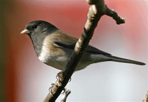 Look at the Coolest Birds: Your Guide for Yosemite National Park (2024)