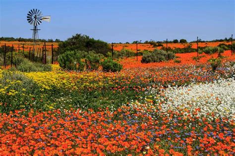 Where to see wild flowers in South Africa | Insight Guides Blog