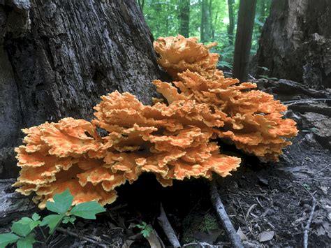 Chicken of the woods ~ Laetiporus cincinnatus ~ Vic's Tree Service