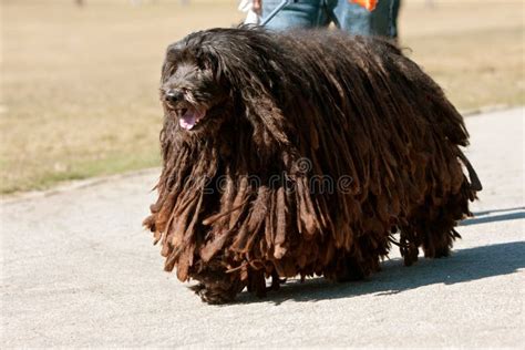 O Cão Pastor Italiano De Bergamasco Com Dreadlocks Anda Através Do ...