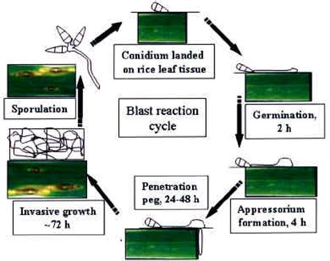 Figure 2 from Rice blast fungus sequenced | Semantic Scholar