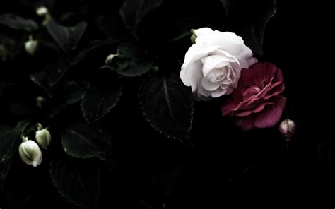 Black Rose Background (52+ pictures) - WallpaperSet