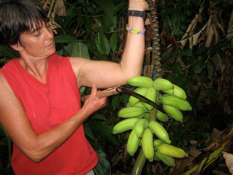 How to Harvest Bananas : 9 Steps (with Pictures) - Instructables