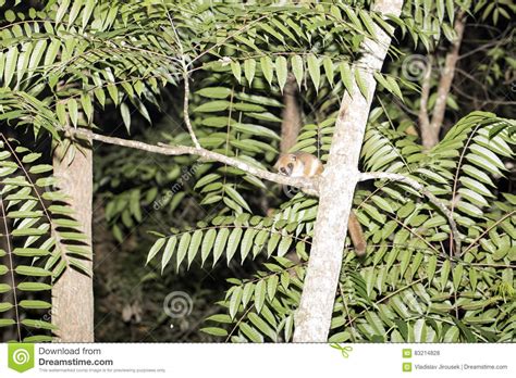 195 Madagascar Night Lemur Stock Photos - Free & Royalty-Free Stock ...