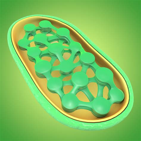 chloroplast 3d obj