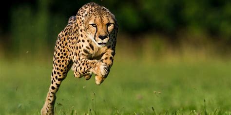 Fastest Living Animal On Earth - The Earth Images Revimage.Org