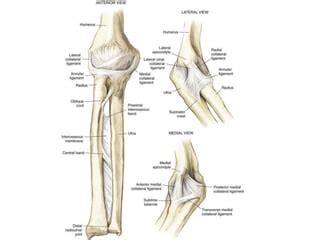 Distal Radioulnar Joint Anatomy