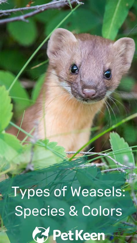 Weasels tend to get a bad rap in our society: They’re labeled as devious, untrustworthy ...