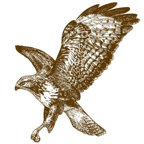 4,200+ Flying Eagle Drawing Stock Illustrations, Royalty-Free Vector Graphics & Clip Art - iStock