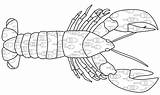 Free Printable lobster coloring Page sketch template