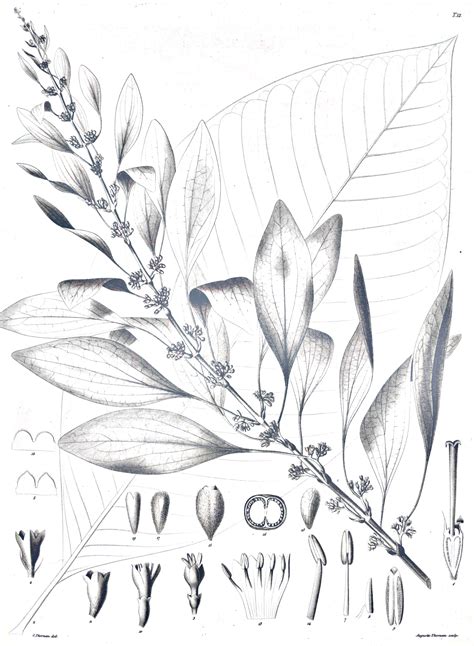 Chaconia (Warszewiczia coccinea) botanical sketch | Flower sketches, Plant tattoo, Flower drawing