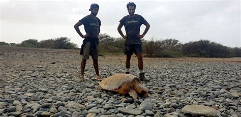 Volunteer to protect sea turtles in Cabo Verde