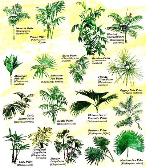 Grow Tropical Palms at Home - Organic Gardening | Palm, Chart and Plants