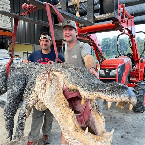 Pictured: Record-breaking 14-foot alligator caught from the Yazoo river, Mississippi : r/mississippi