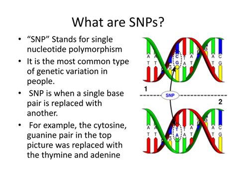 PPT - Comparing SNPs with CNVs PowerPoint Presentation, free download - ID:3735318