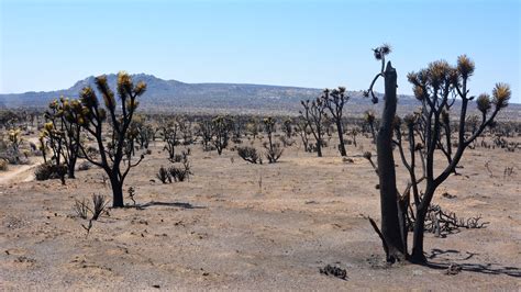 Joshua Trees: An Uncertain Future For A Mojave Desert Icon