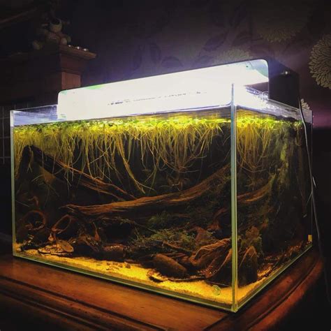 Blackwater by George Farmer | Aquarium fish tank, Fish tank, Aquarium fish