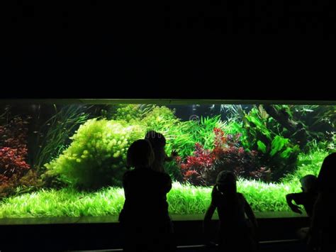 Strip of Beautiful Colorful Aquarium on Black Background with Many ...