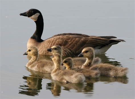 Free picture: lesser, Canada geese, female, bird, brood, swimming, water, branta canadensis