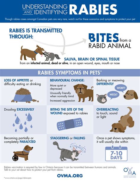 Will A Dog Die If It Has Rabies