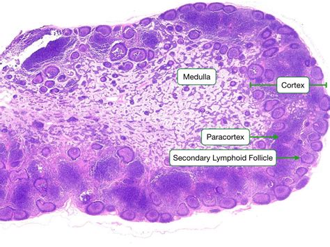 Histology Of The Immune System Lab