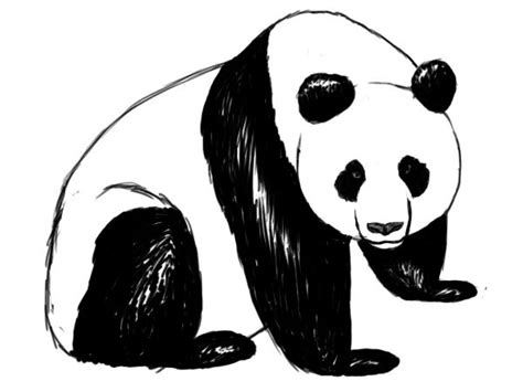 How To Draw A Panda ~ Draw Central Animal Sketches, Animal Drawings, Outline Drawings, Art ...