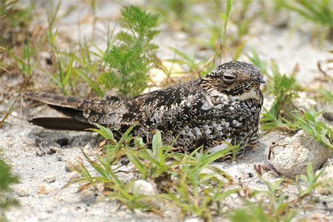 Common Nighthawk | Audubon Field Guide