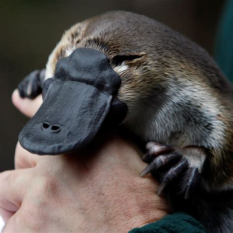 Platypus evolution all platypuses - polreski