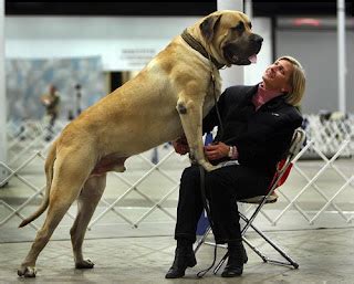 All about pets: Mastiff