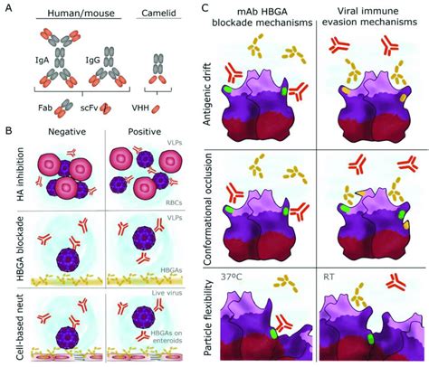 Monoclonal antibody types and their functional characterization. (A)... | Download Scientific ...