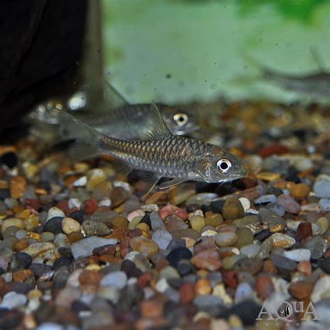 Blue Mahseer Fish: Discover the Fascinating World of This Exquisite Aquatic Species