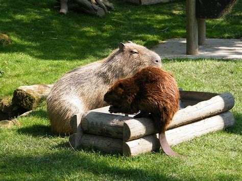 Capybara & Beaver