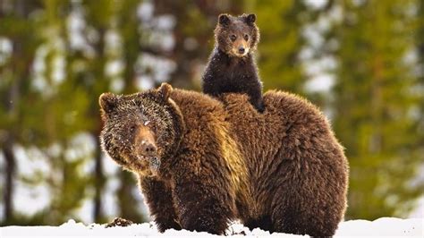 Breathtaking Photos of Bears in Yellowstone