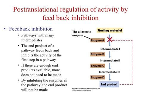 enzyme regulation