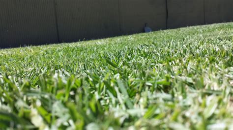 Mowing Buffalo Grass: Top Techniques According to Experts – Garden Tool ...