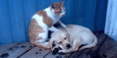 Dog And Cat GIFs | Tenor